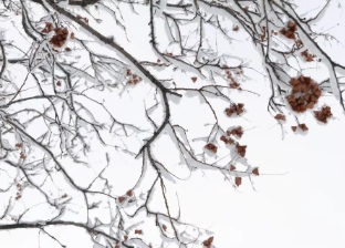 初雪